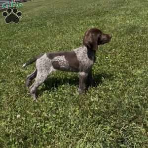 Betty, German Shorthaired Pointer Puppy